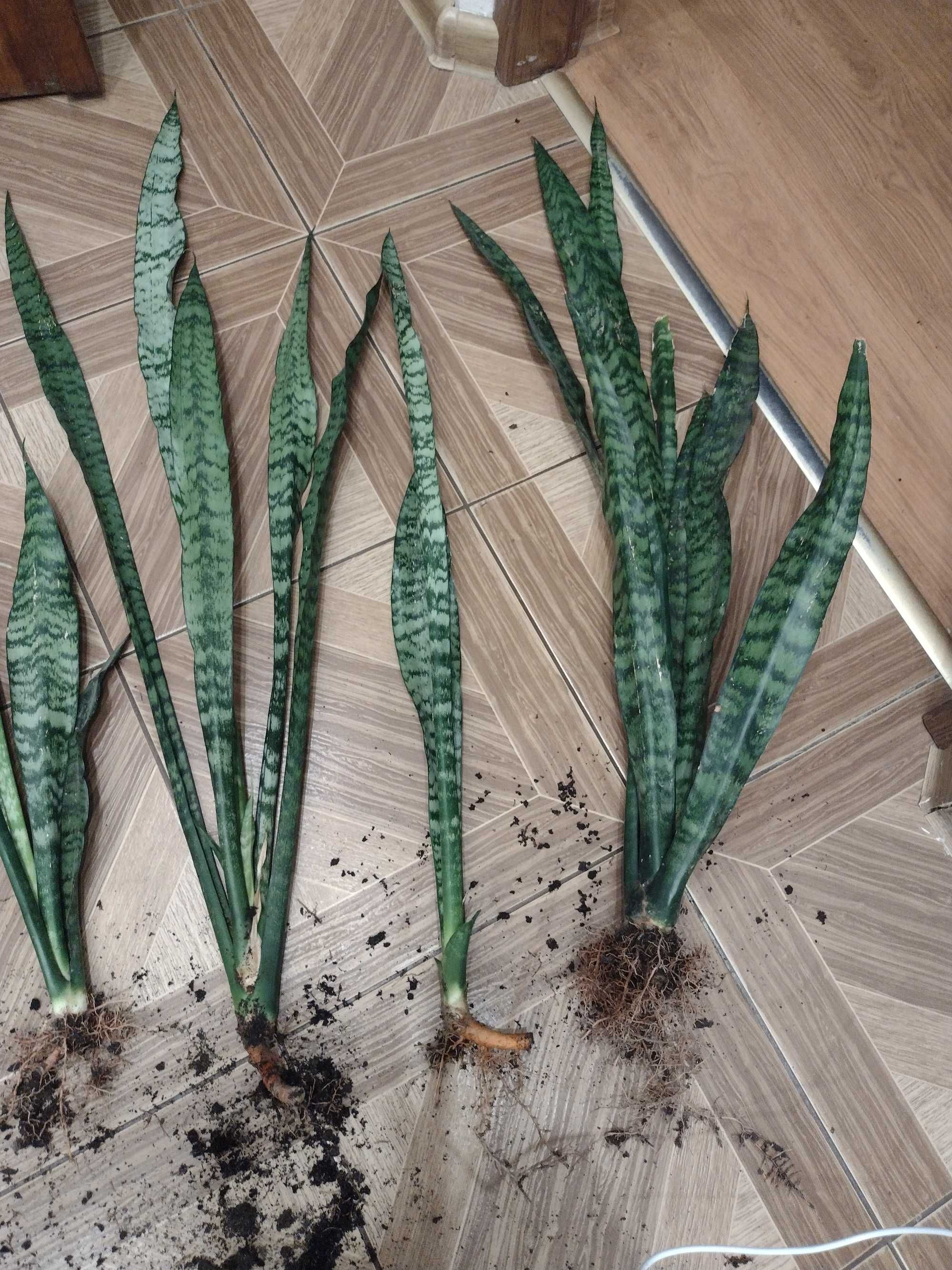 Sansevieria kwiatek doniczkowy 60-90 cm