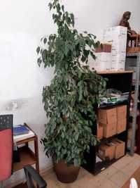 Planta Ficus, de interior natural, com vaso de cerâmica