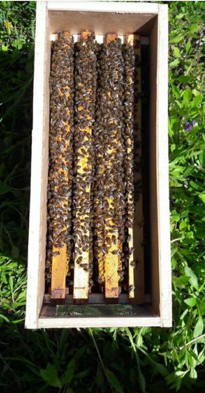 Бджолопакети з доставкою