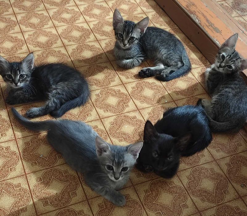 Очень воспитанные и умные Котята 2 месяца ищут добрую семью