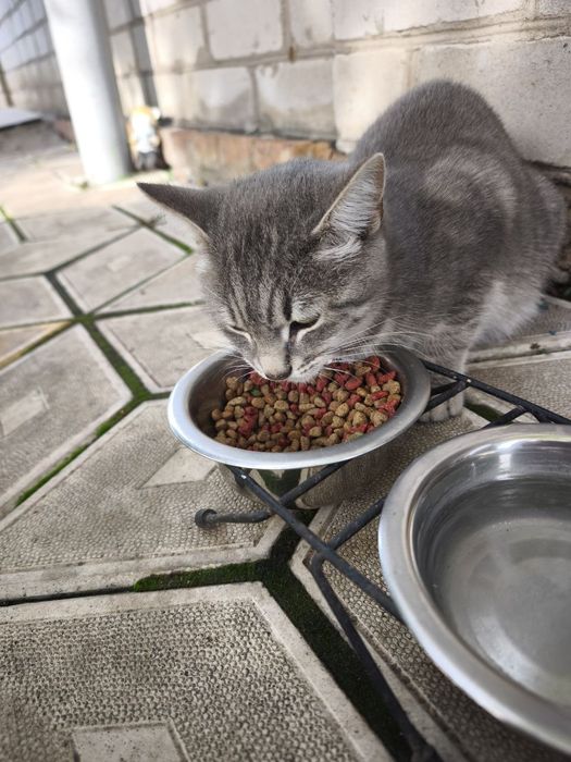 Котики дачні у хороші руки