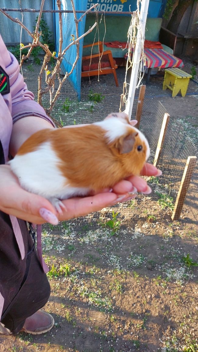 Продам морскую свинку.