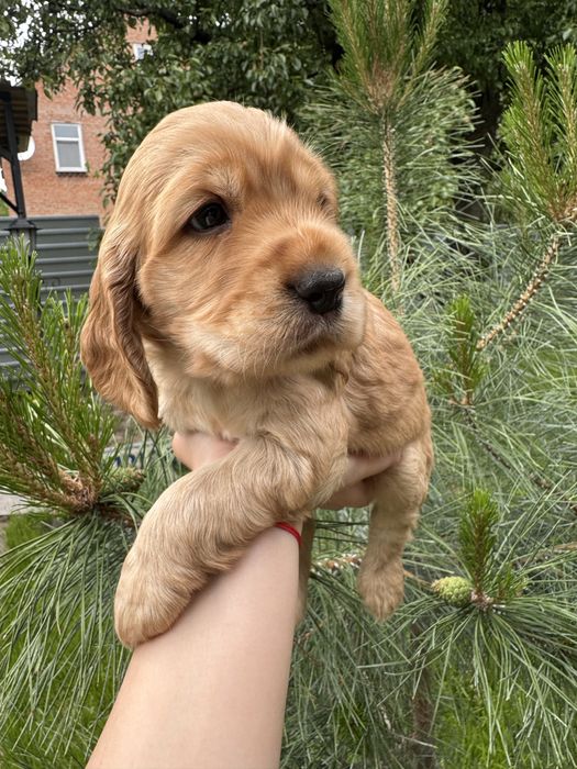 Милі пухнастики з документами