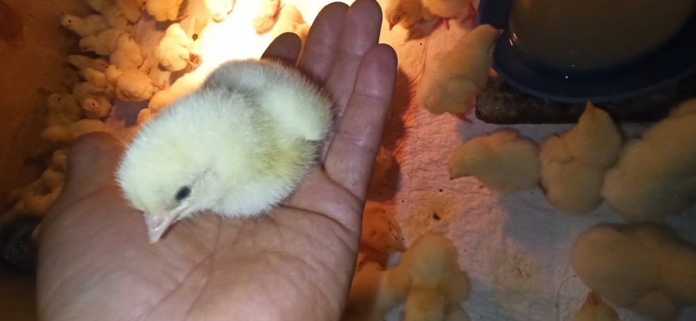 І Курчата бройлера, м'ясо -яєчки, несучка добові підрощені сут