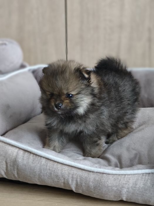 Szpic miniaturowy Pomeranian FCI