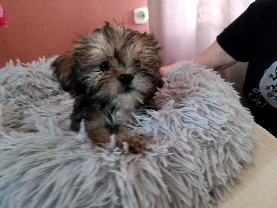 Piękny piesek Shorkie, hybryda Shih Tzu Jork