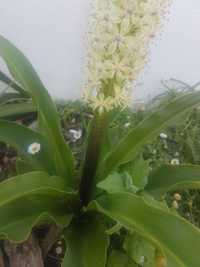 Planta bromélia da flor ananás