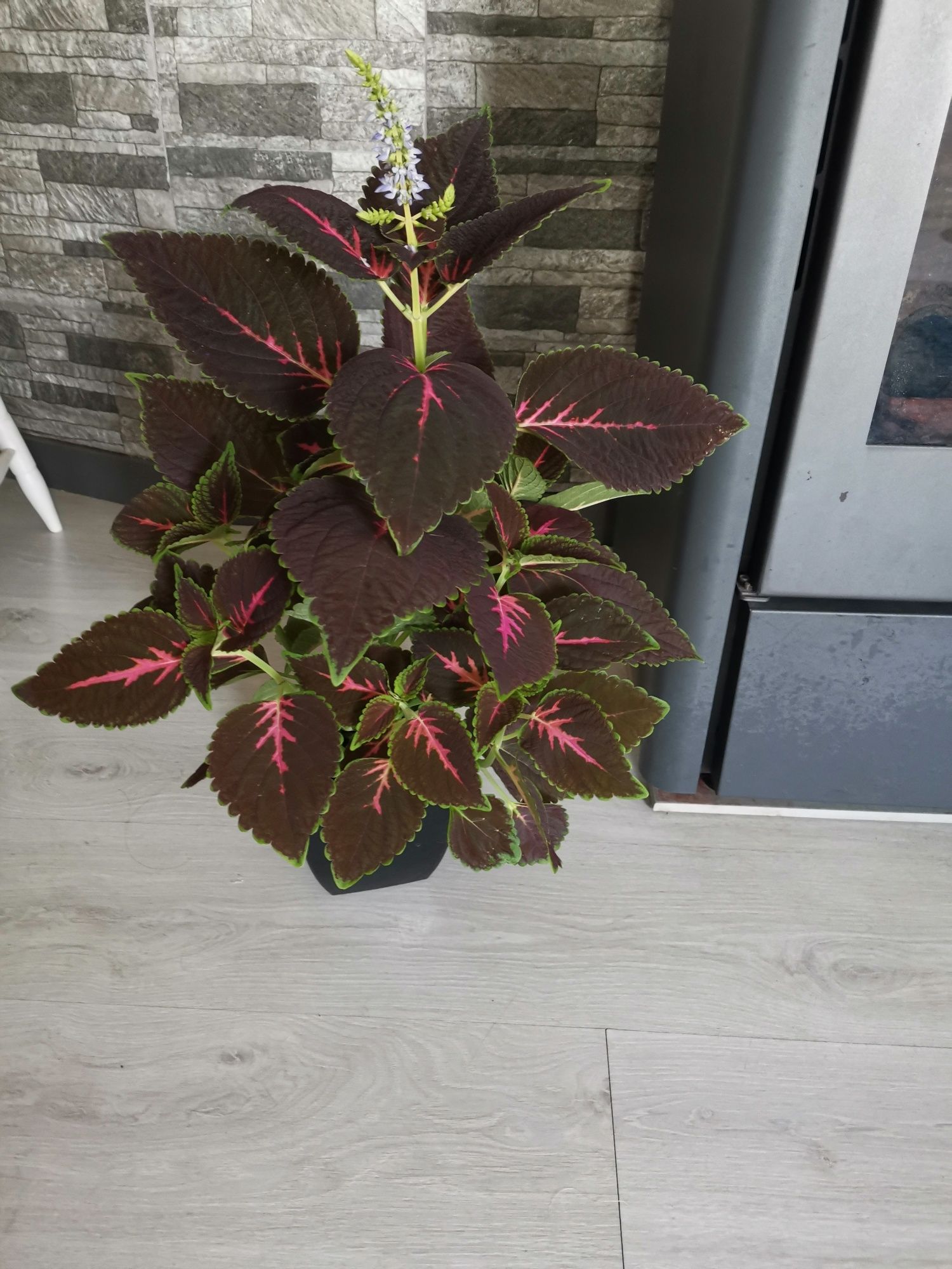 Planta viçosa conhecida por "Coração magoado"