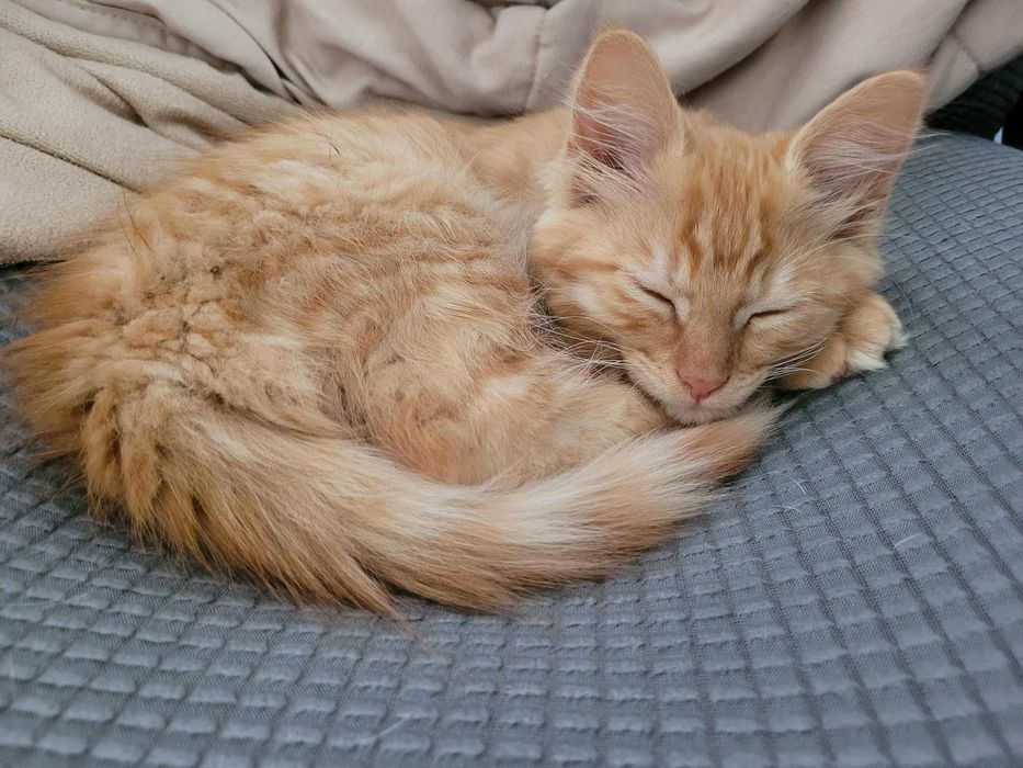 Грайливий, рижий котик 3.5 міс  шукає сімю