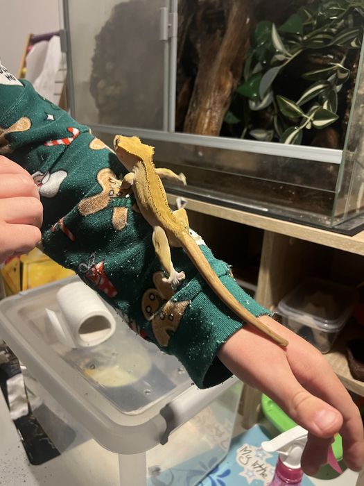 Samuec gekona orzesionego z teraruim.