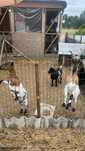 Cabras  e bodes Anoes