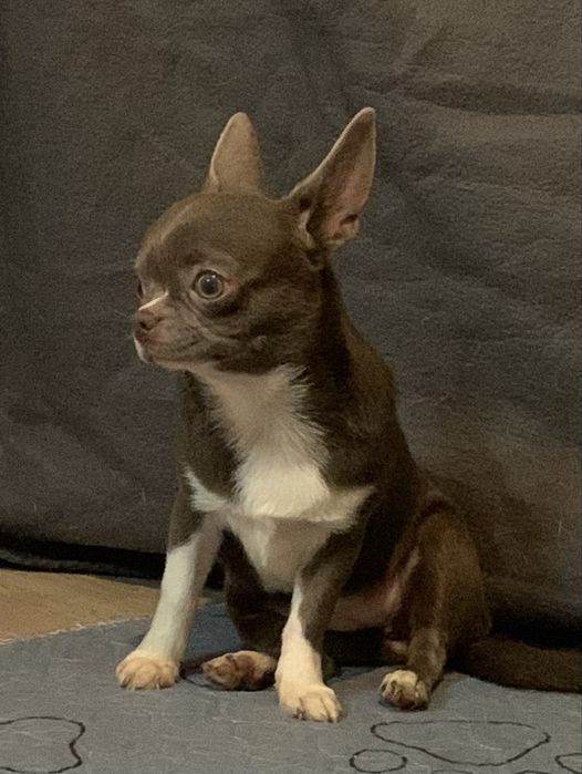 Лілова дівчинка КСУ