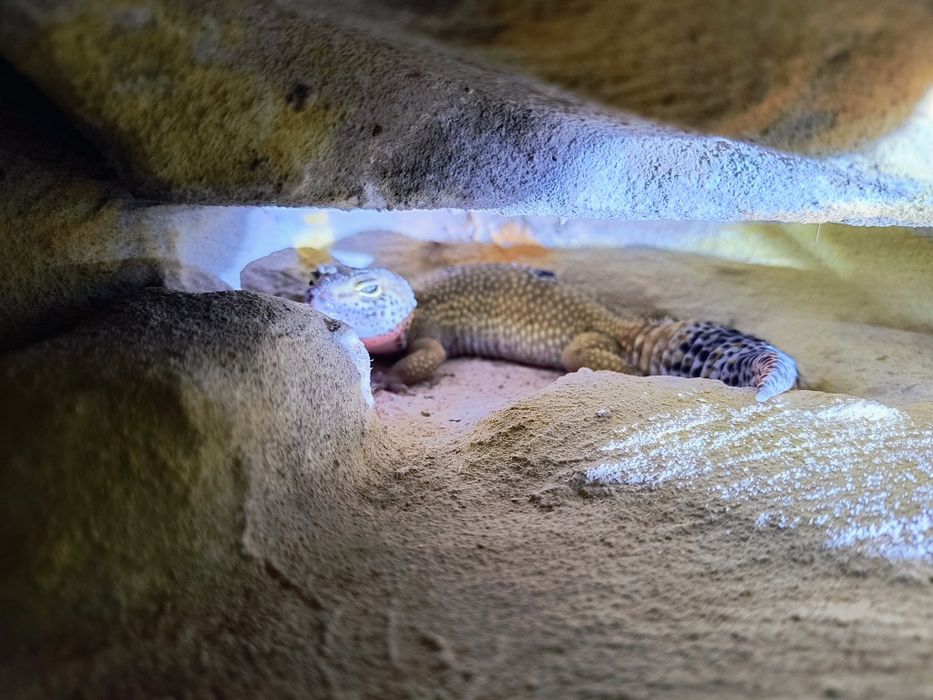 Gekony pustynne samice z terrarium.100x40x40 + gratisy