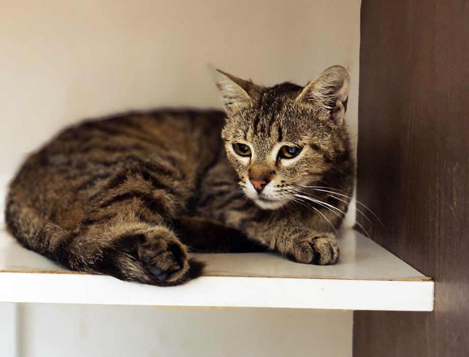 Няшна і ніжна кішечка Квітя (10 міс) чекає на свою людину! Кіт, кішка