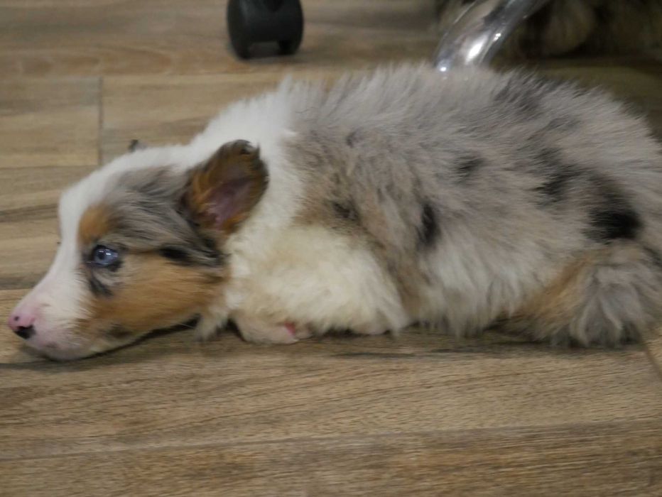 Border Collie Blue Merle