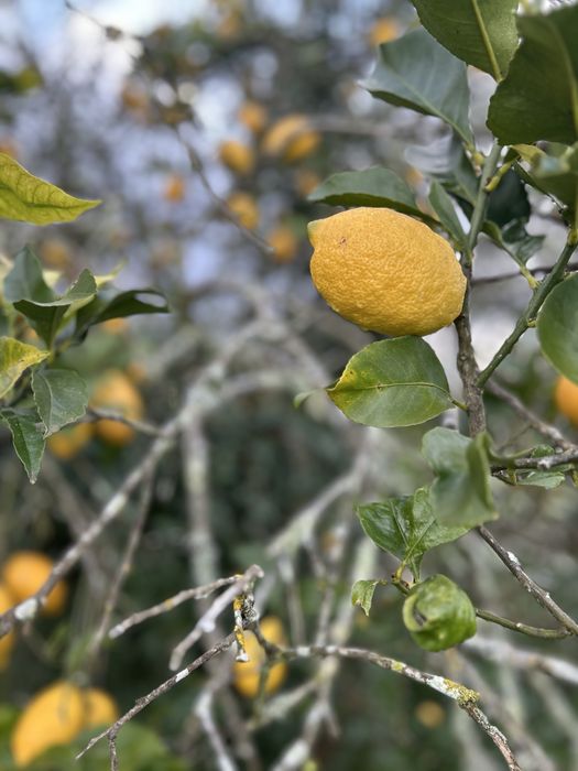 Limões casca grossa ( biologicos )