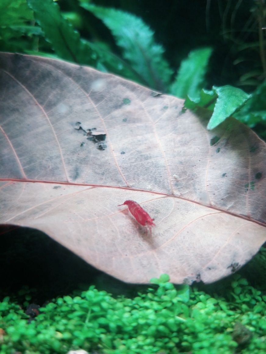 Krewetki Red Cherry Neocaridina davidi