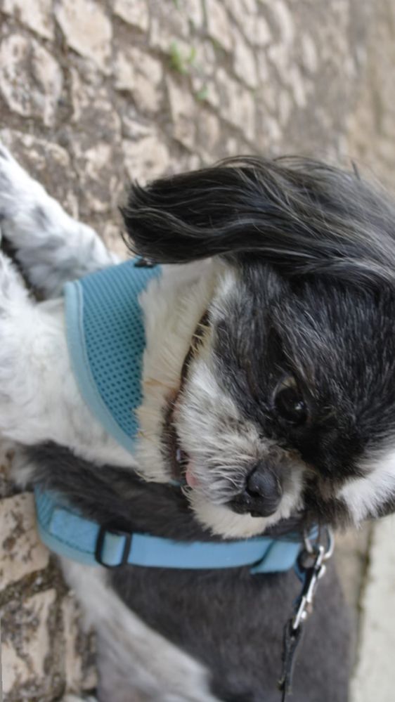 Pet sitter e Dog walker Oeiras
