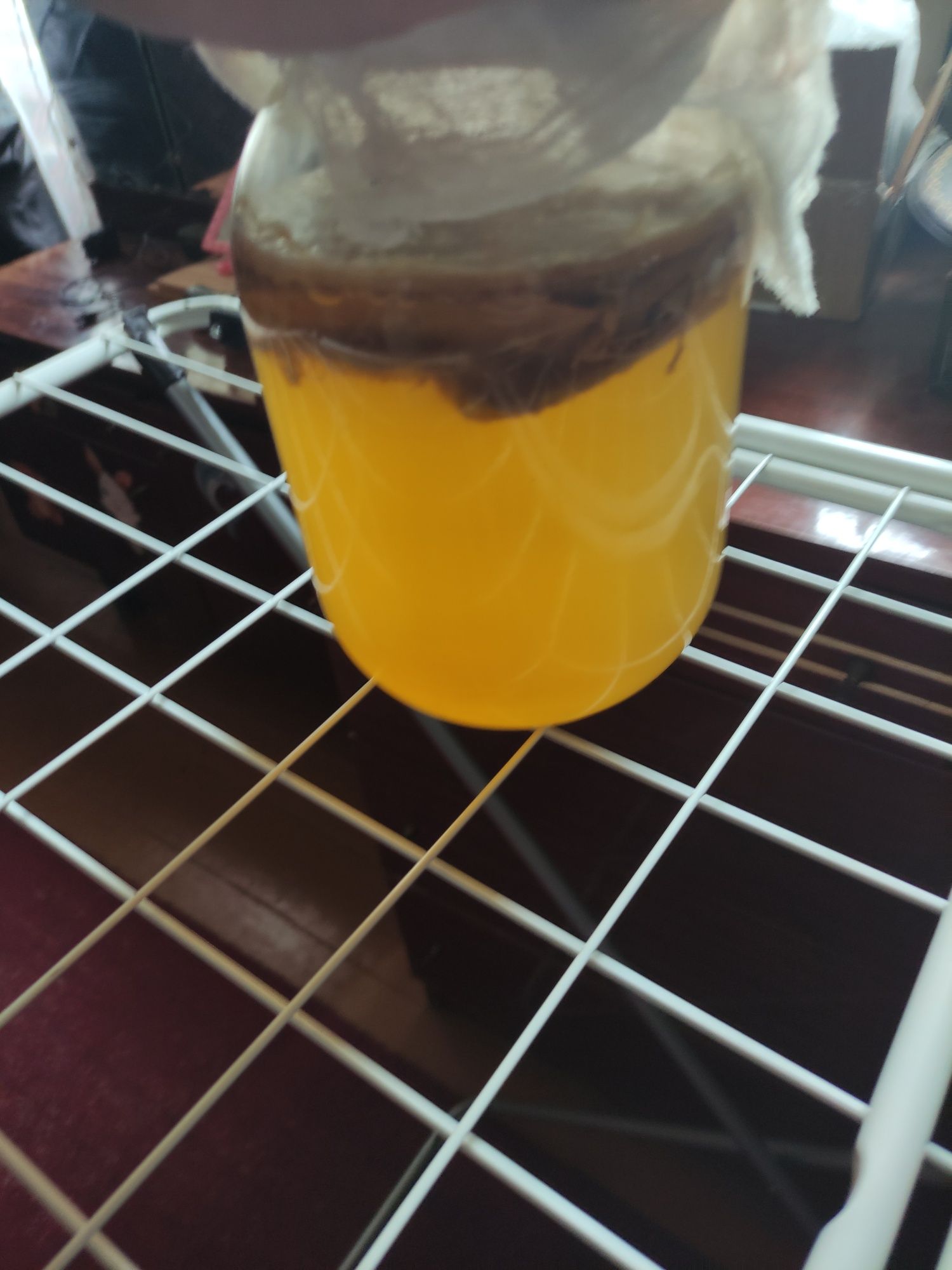 Продам чайный гриб(Комбуча!)