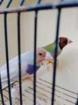 Diamantes de Gould