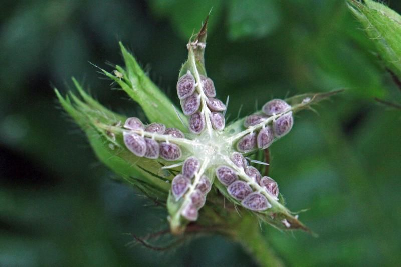 Biophytum sensitivum pakiet nasion