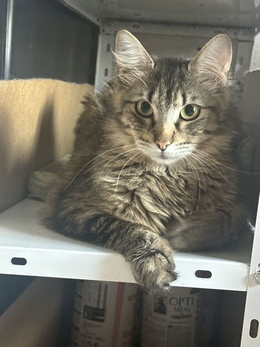 Котик в добрі руки