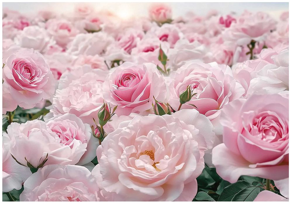 Fototapeta Róże Kwiaty Piękno Przyroda Róż 3D Twój Rozmiar + KLEJ