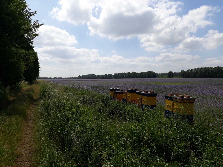 Zastaw miodów z własnej pasieki