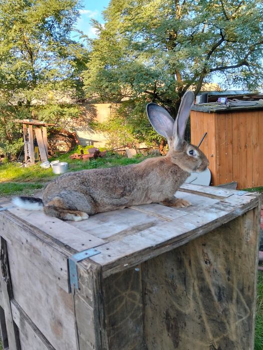Sprzedam młoda samice Belgijski Olbrzym Szary