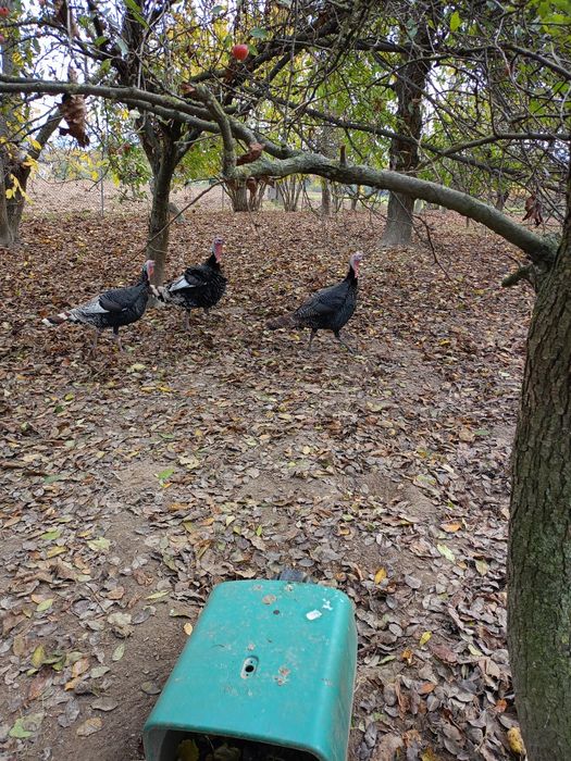 Sprzedam 2  Indory tegoroczne