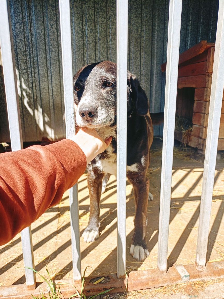 Loko- starszy, ale jeszcze pełen werwy, pies do adopcji