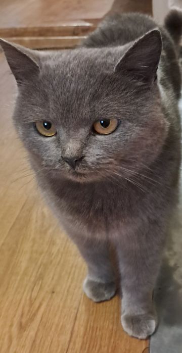 Віддамо в добрі руки