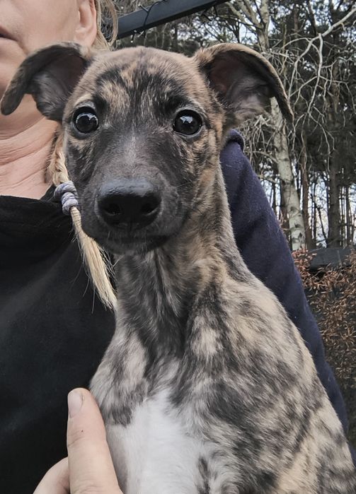 Szczenię charta angielskiego - Whippeta