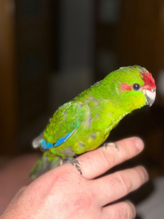 Papugi ręcznie karmione