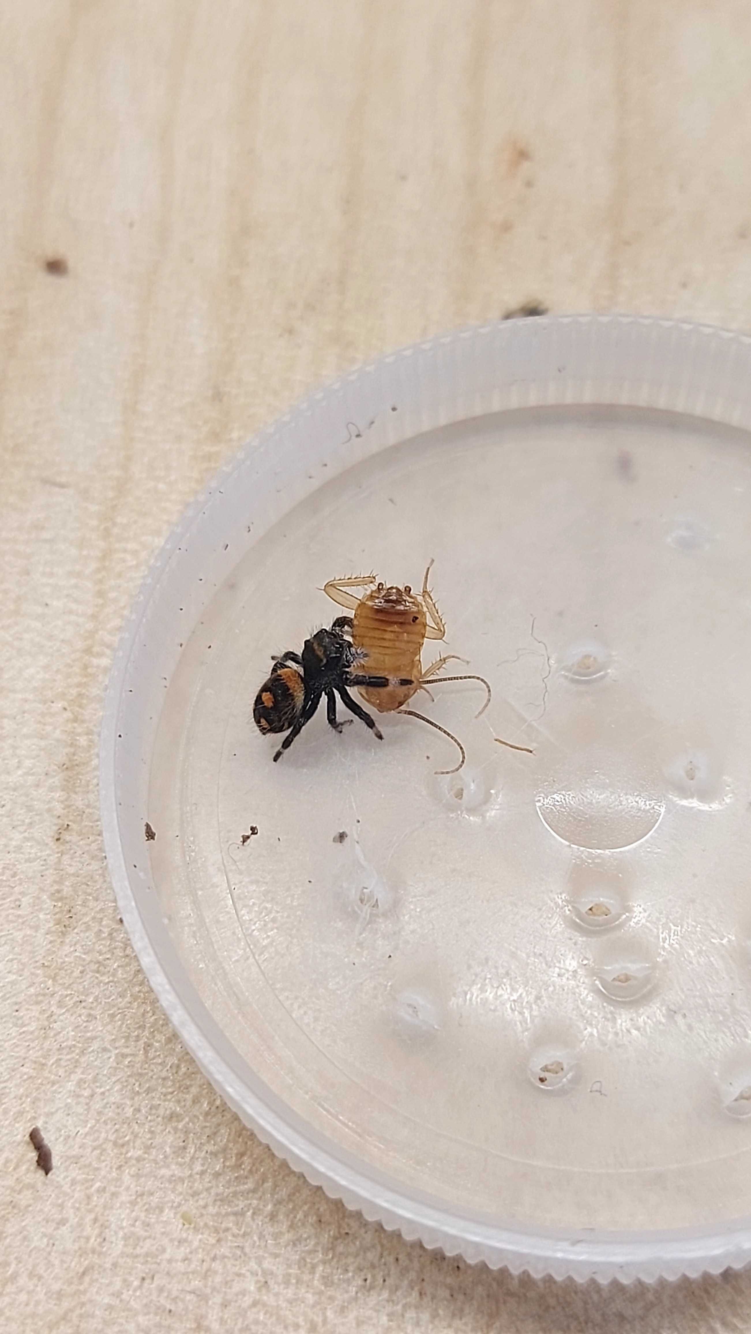 Skakun Phidippus Regius soroa L5
