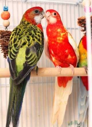 Папуги Розелла,молоді пташенята ,клітки,корелла