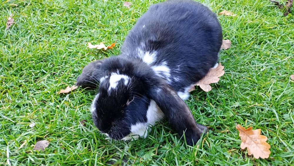 Sprzedam młode króliki barany francuskie