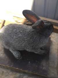 Полтавское серебро порода кроликов