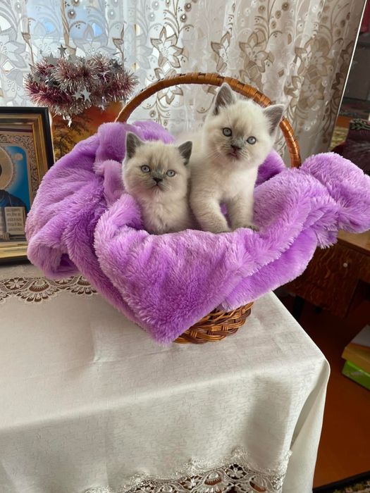 Прямовухі шотландські кошенята