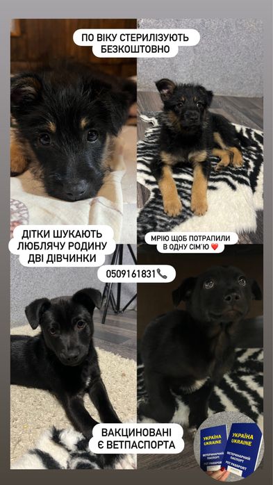 Цуценята в добрі руки