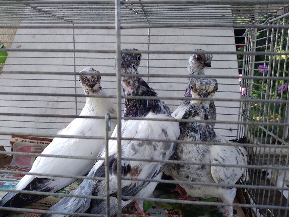 Młode szeki sprzedam