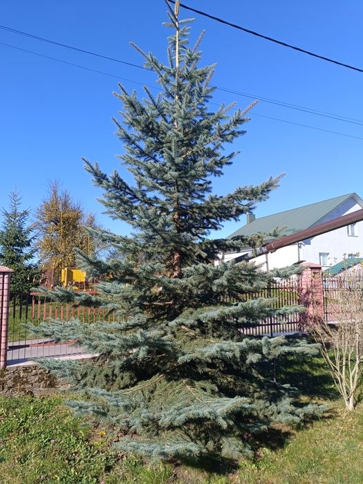Продається ялинка, ціна договірна.