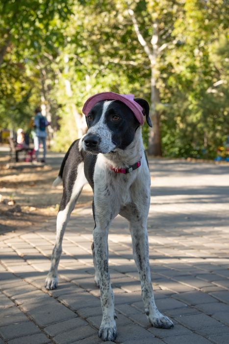Кетті  метис поінтера шукає сім'ю