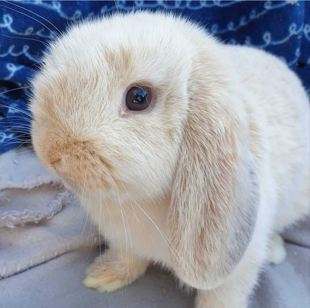 KIT Coelhos anões orelhudos, mini lop super inteligentes e dóceis