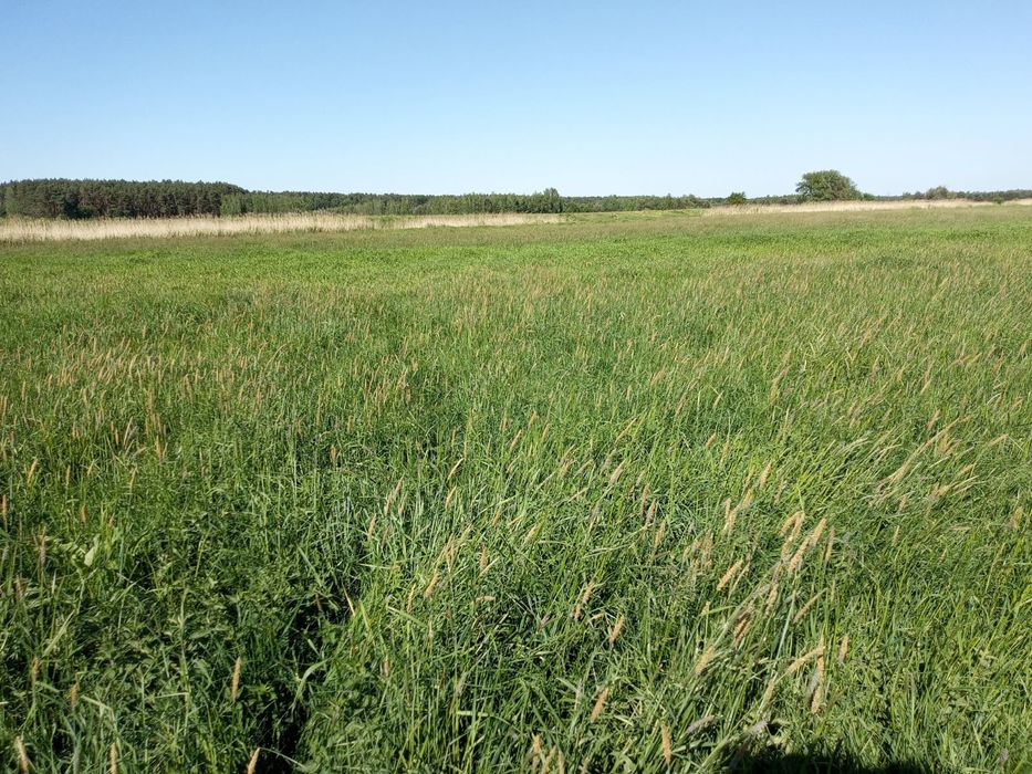 Łąka w przepięknej okolicy.