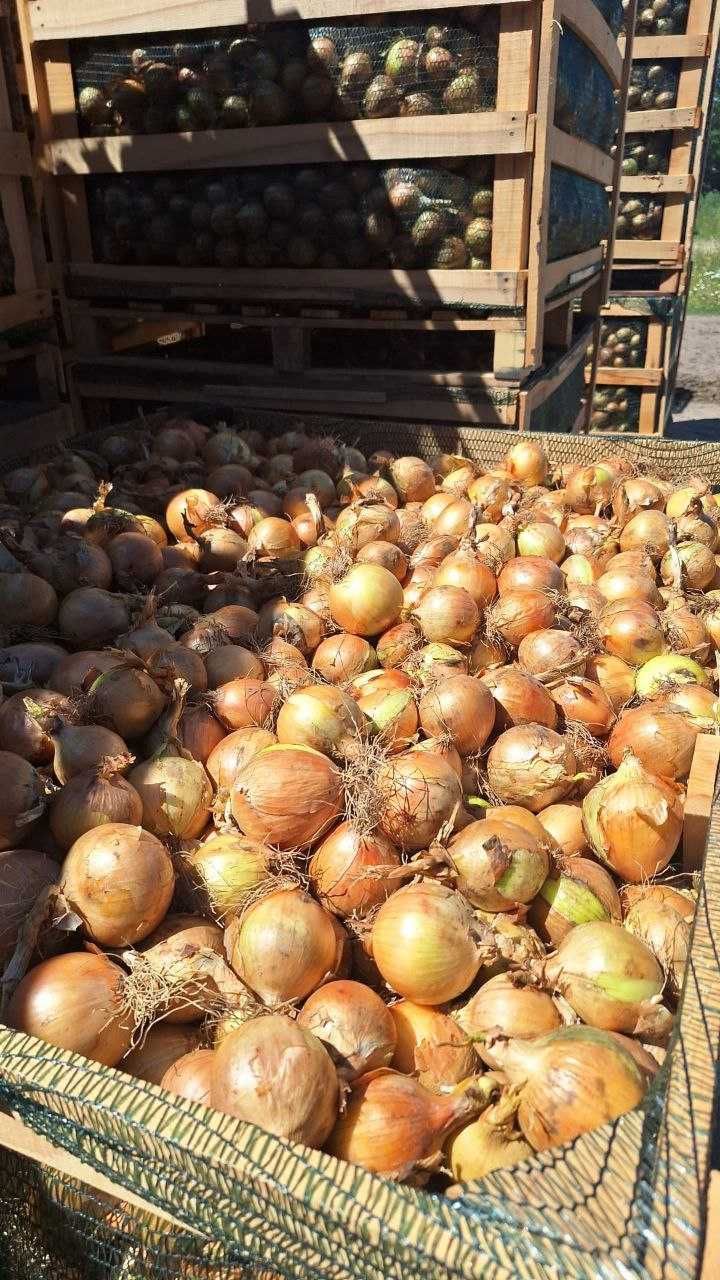 Продам цибулю з Польщі 1,20 grosz/кг (Wielkopolskie województwo)