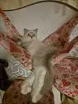Kot Ragdoll Lemon Blue Candy Pl Warszawa FPL Gotowy do odbioru