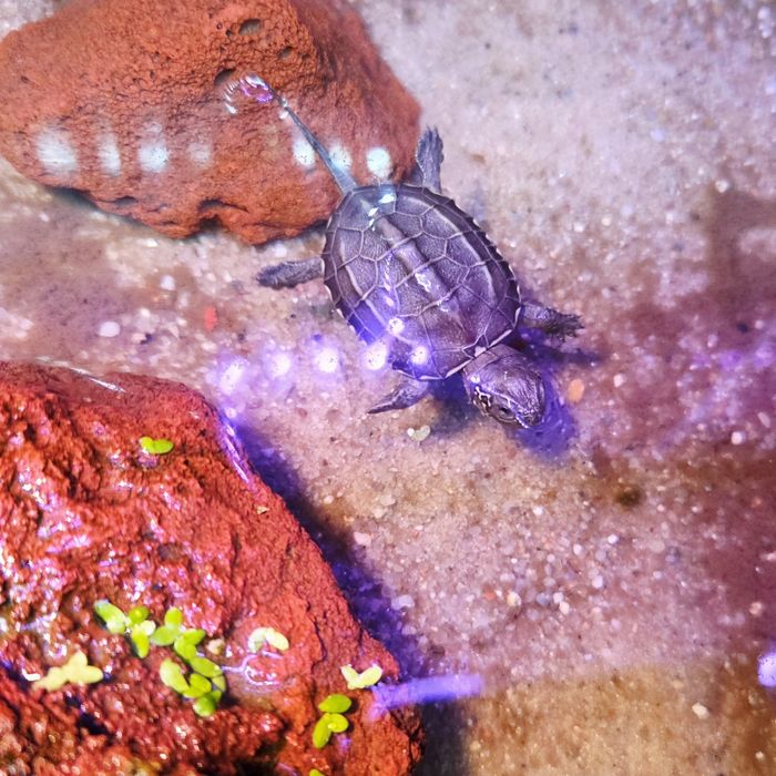 Żółw chiński (mauremys reevesii) wodno-lądowy