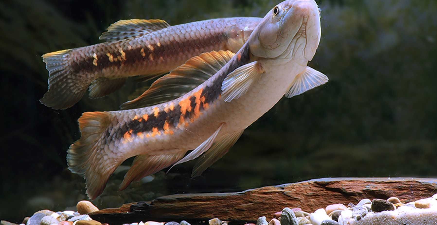 RYBA WILK - Erythrinus erythrinus - odłów - WF - dowóz, wysyłka