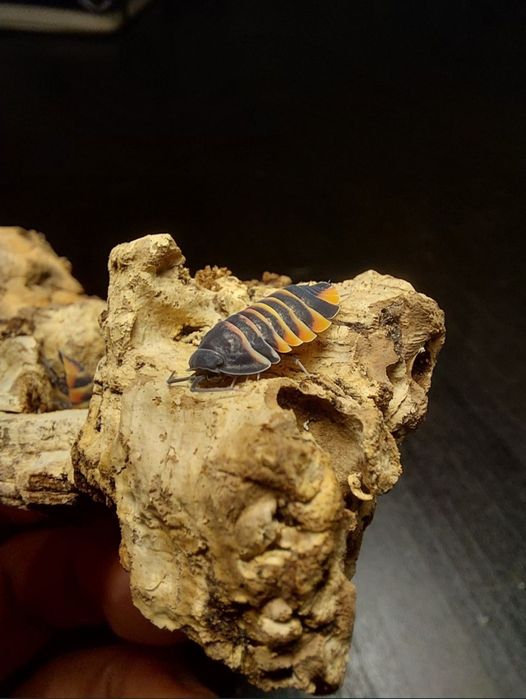 Bichos da conta/Isopods e outros insectos